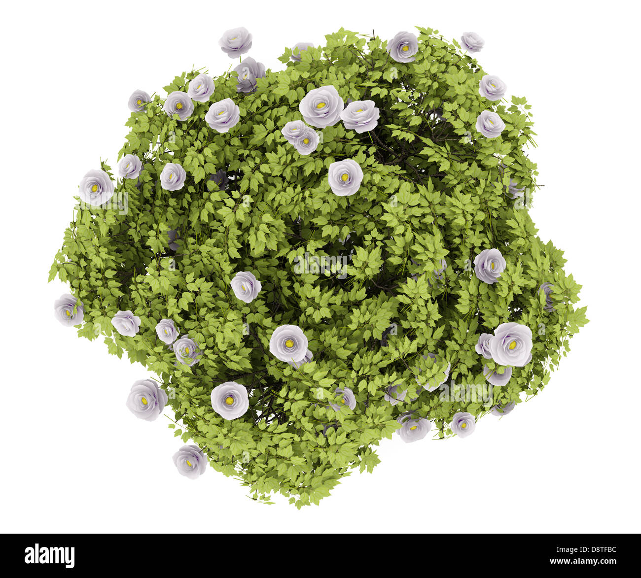 Куст вид сверху