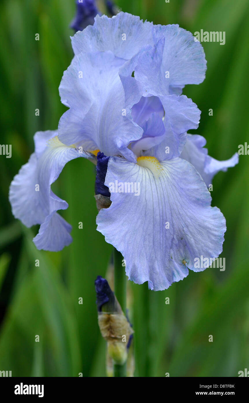 Pale blue iris flower Stock Photo