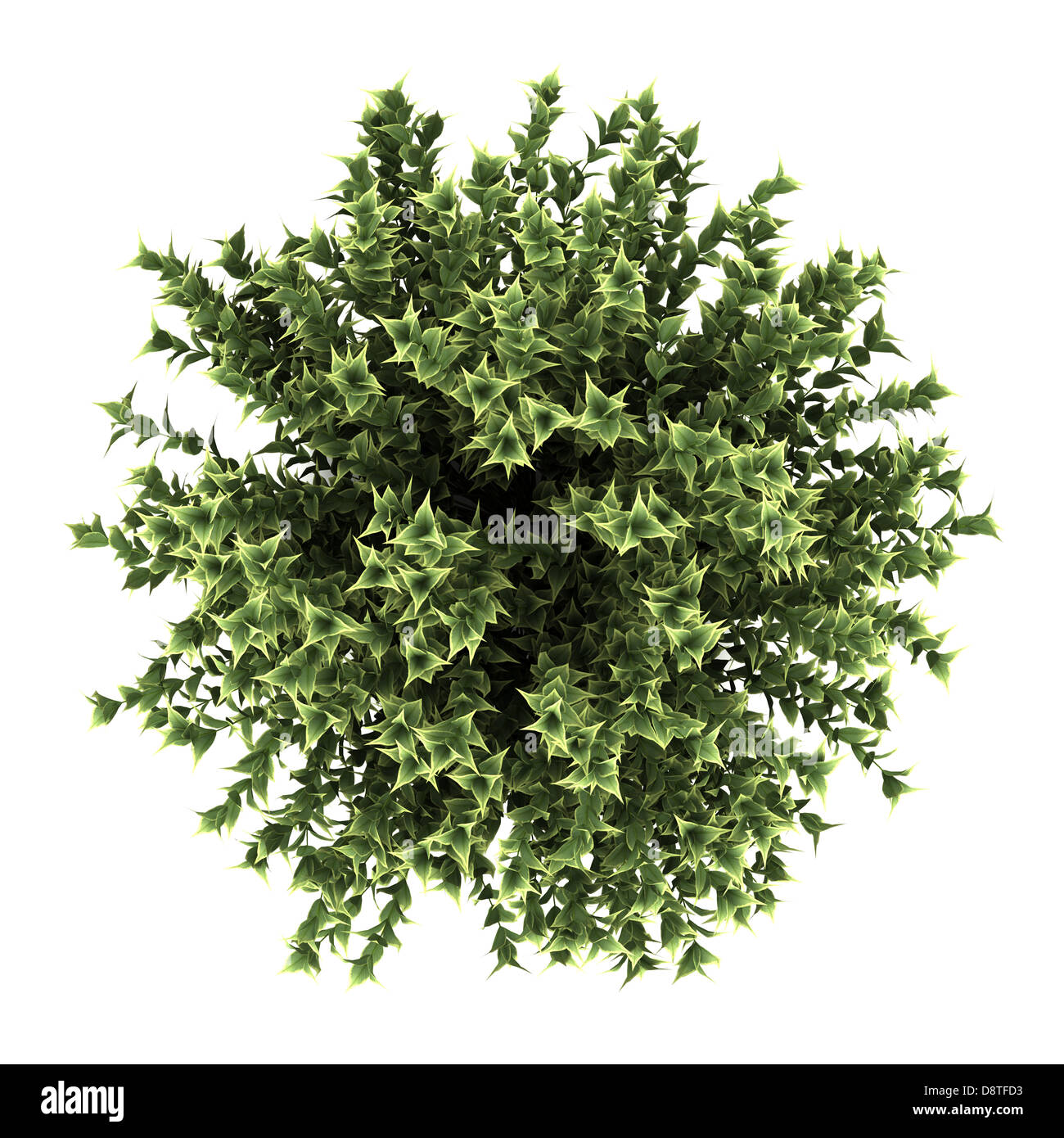 top view of red-barked dogwood bush isolated Stock Photo
