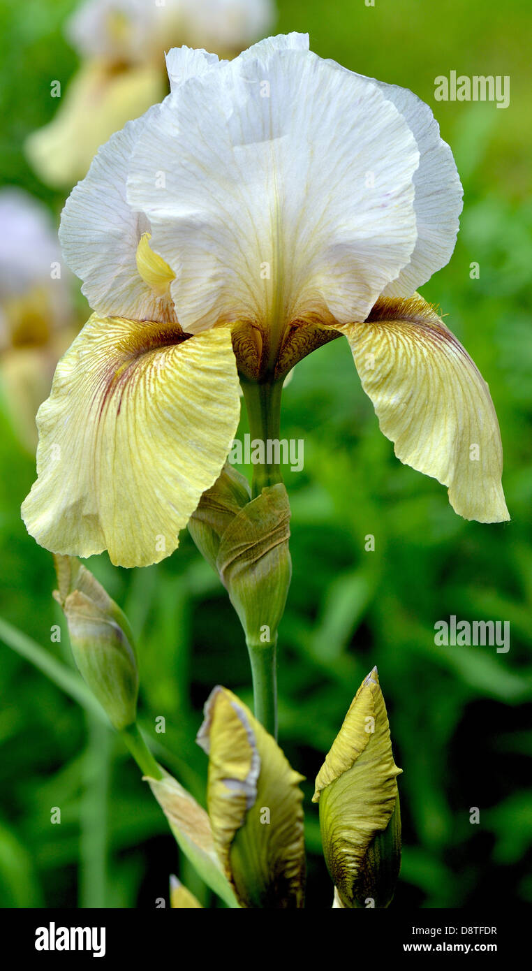 White and yellow iris hires stock photography and images Alamy