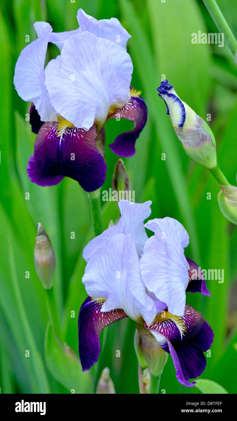 Violet and pale blue iris flowers Stock Photo