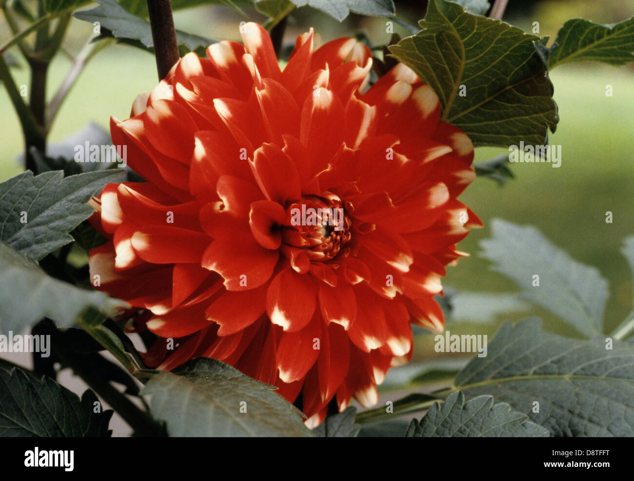 White tipped dahlia hi-res stock photography and images - Alamy
