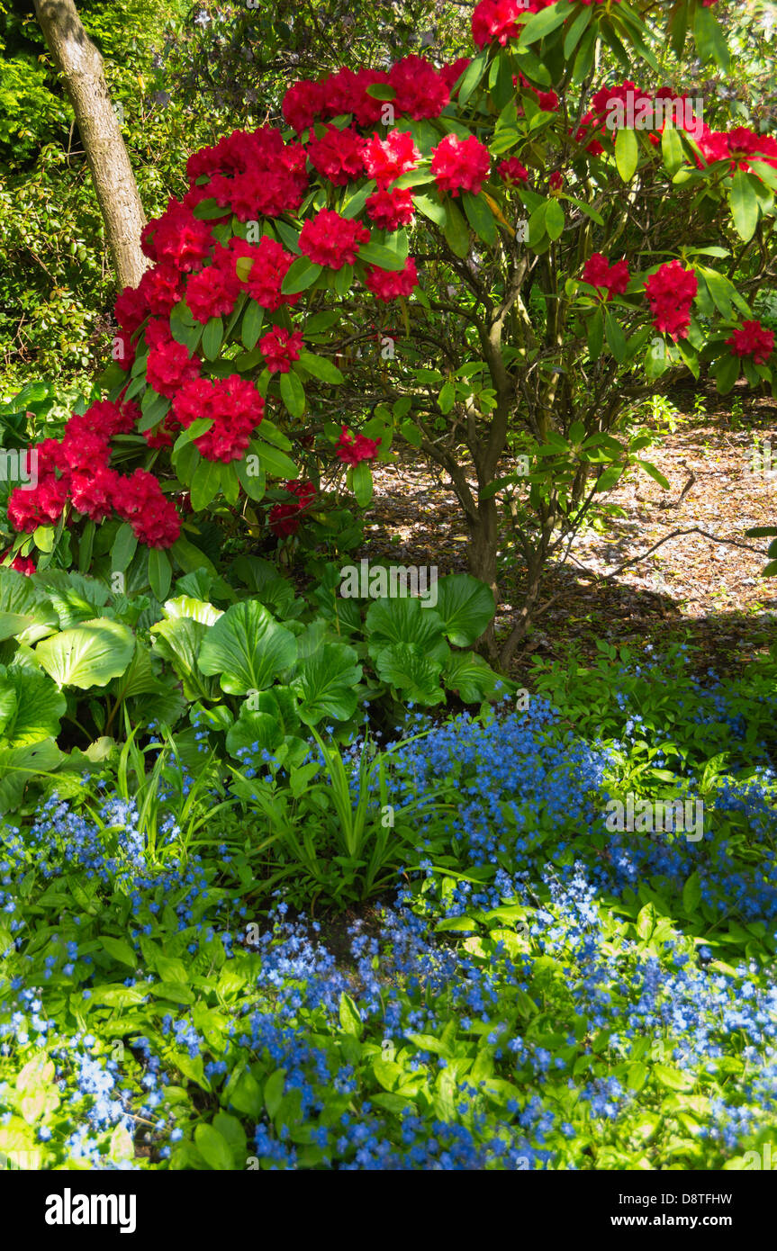 Gardens of Holyrood Palace and Abbey, Edinburgh. Flowerbed with azalea