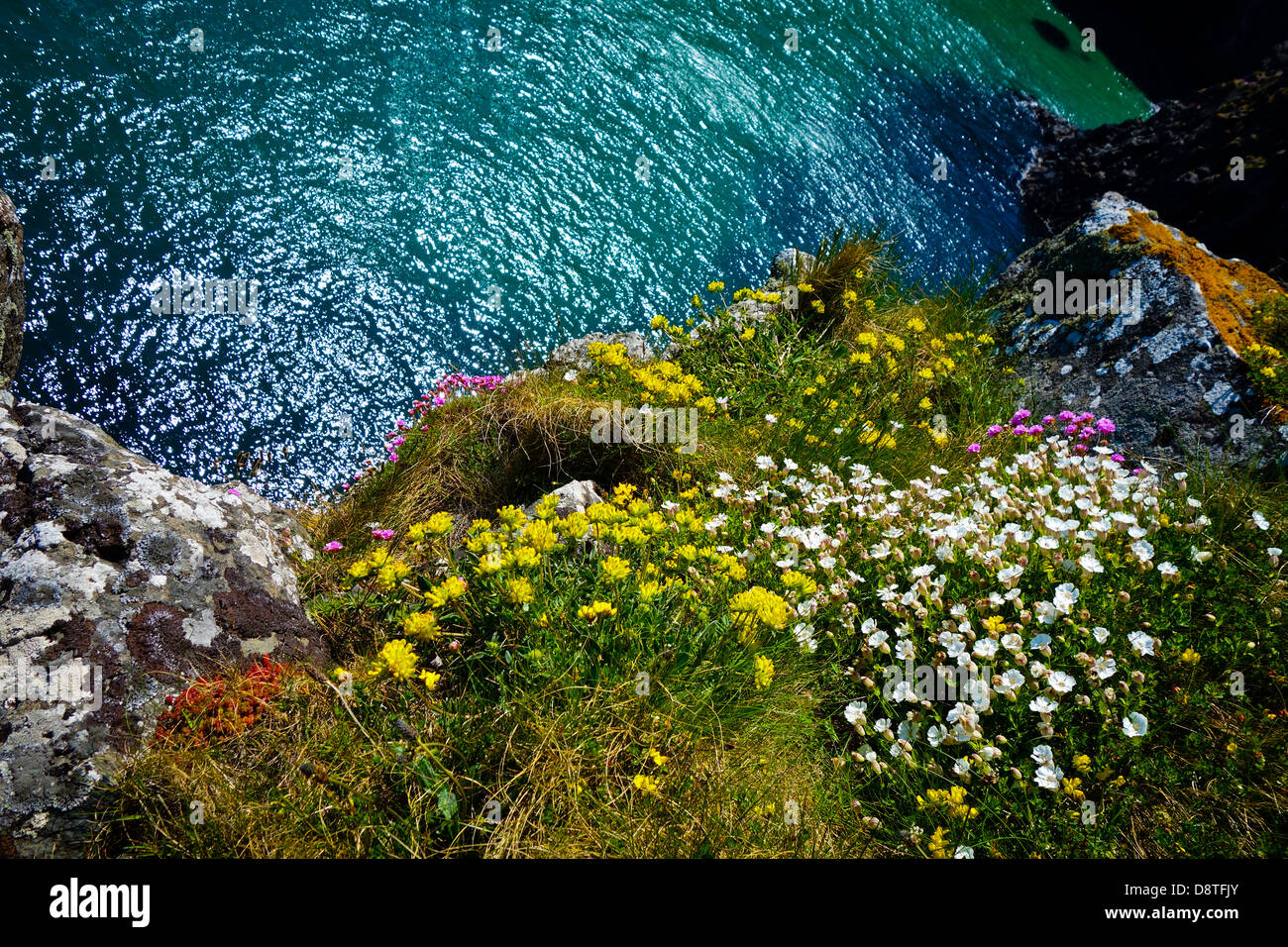 wild flowers on sea cliff Stock Photo Alamy