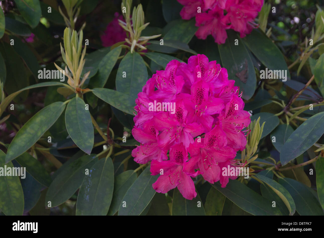 Gardens of Holyrood Palace and Abbey, Edinburgh. Crimson rhododendron