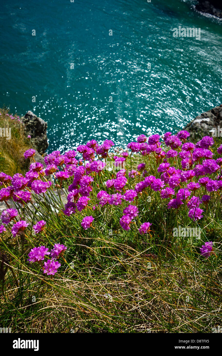 wild sea thrift armeria maritima on coastal cliffs Stock Photo