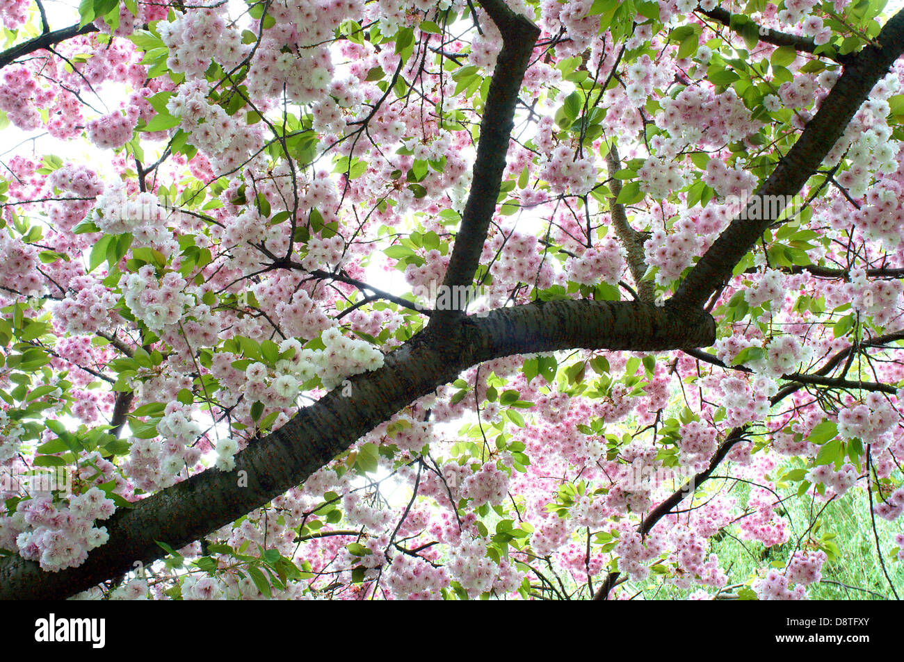 Ornamental cherry blossom Stock Photo