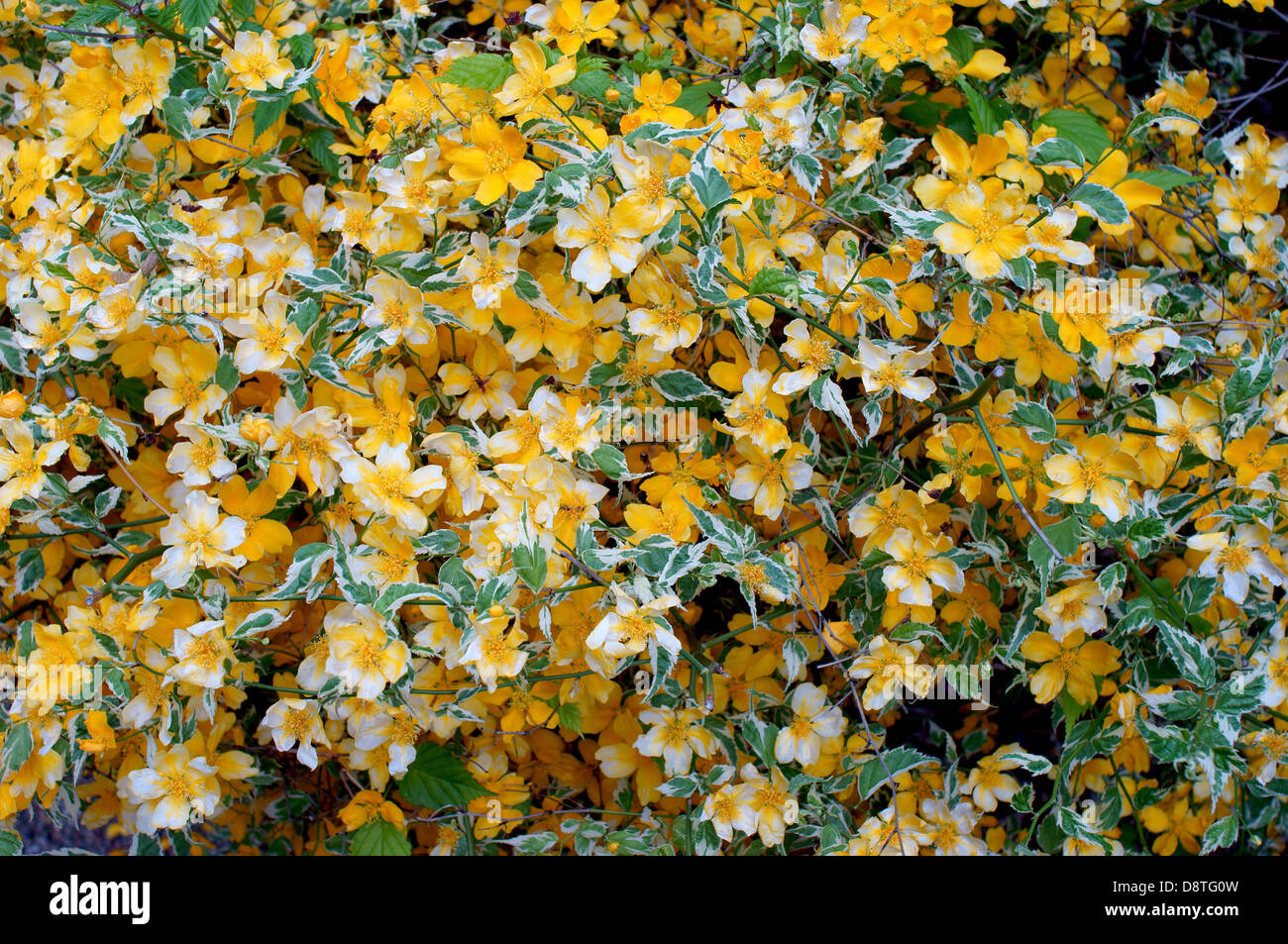 Kerria japonica picta blossom flowers close up Stock Photo Alamy