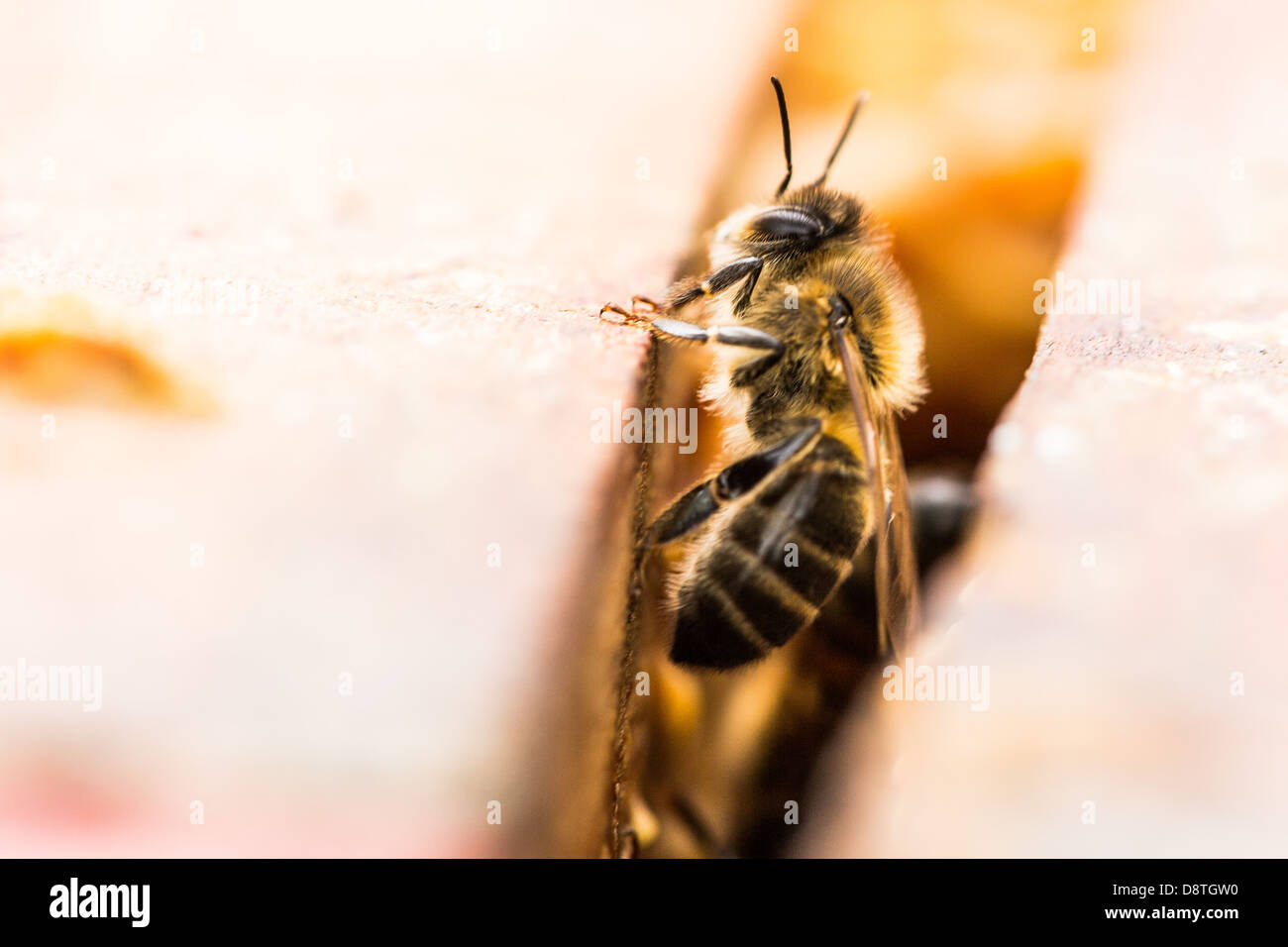 Bee hive frame hi-res stock photography and images - Alamy