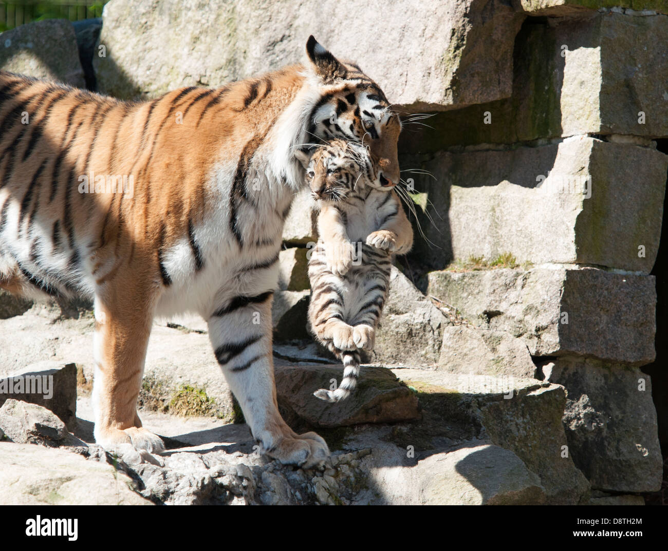 Amur tiger carrying her cub Stock Photo - Alamy