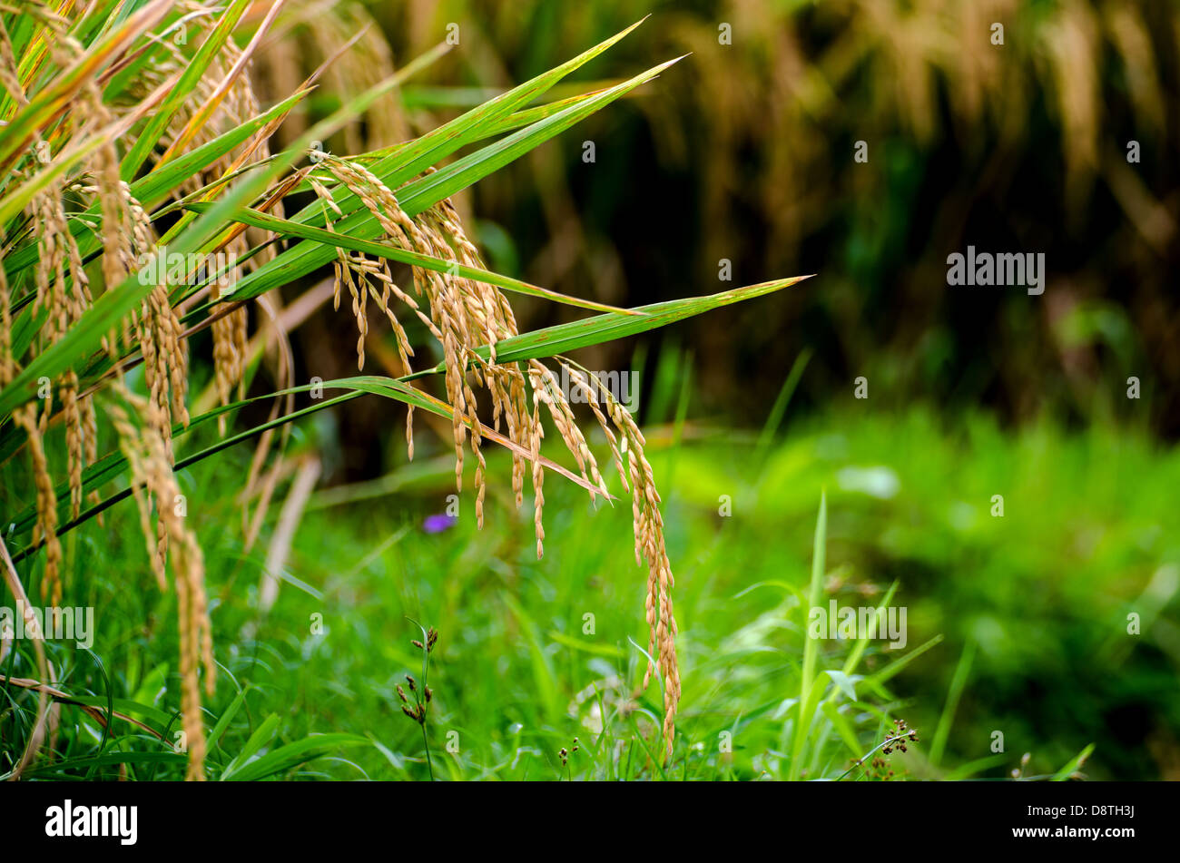 rice corns ready for harvest on a field Stock Photo