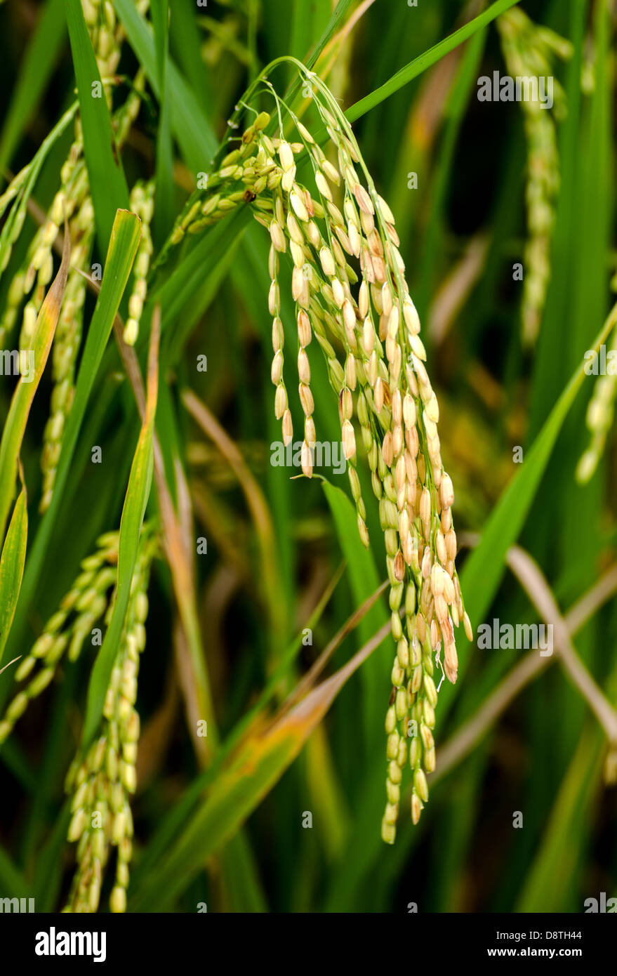rice corns ready for harvest on a field in asia Stock Photo
