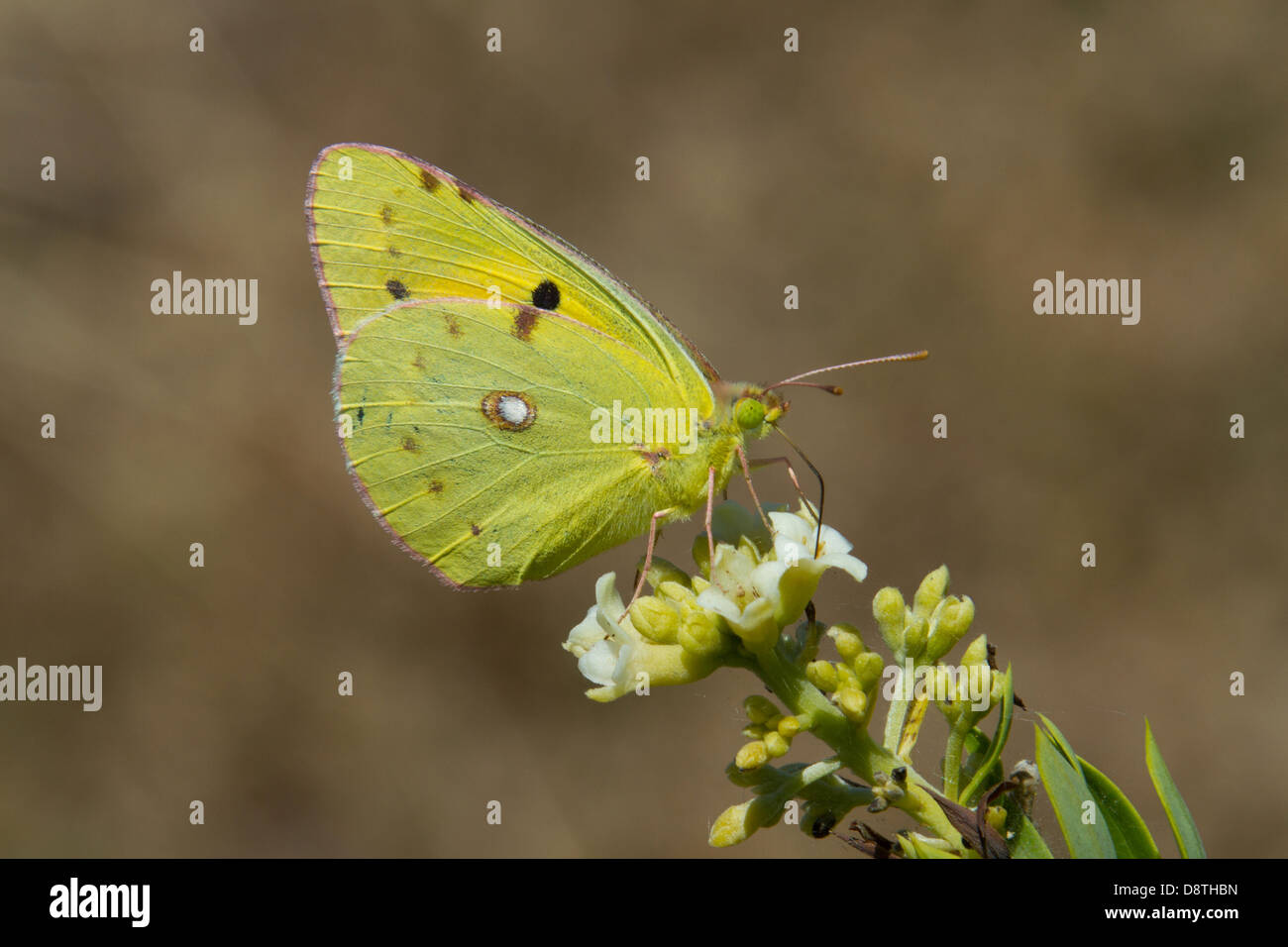 A clouded yellow rests momentarily on a flower stem Stock Photo