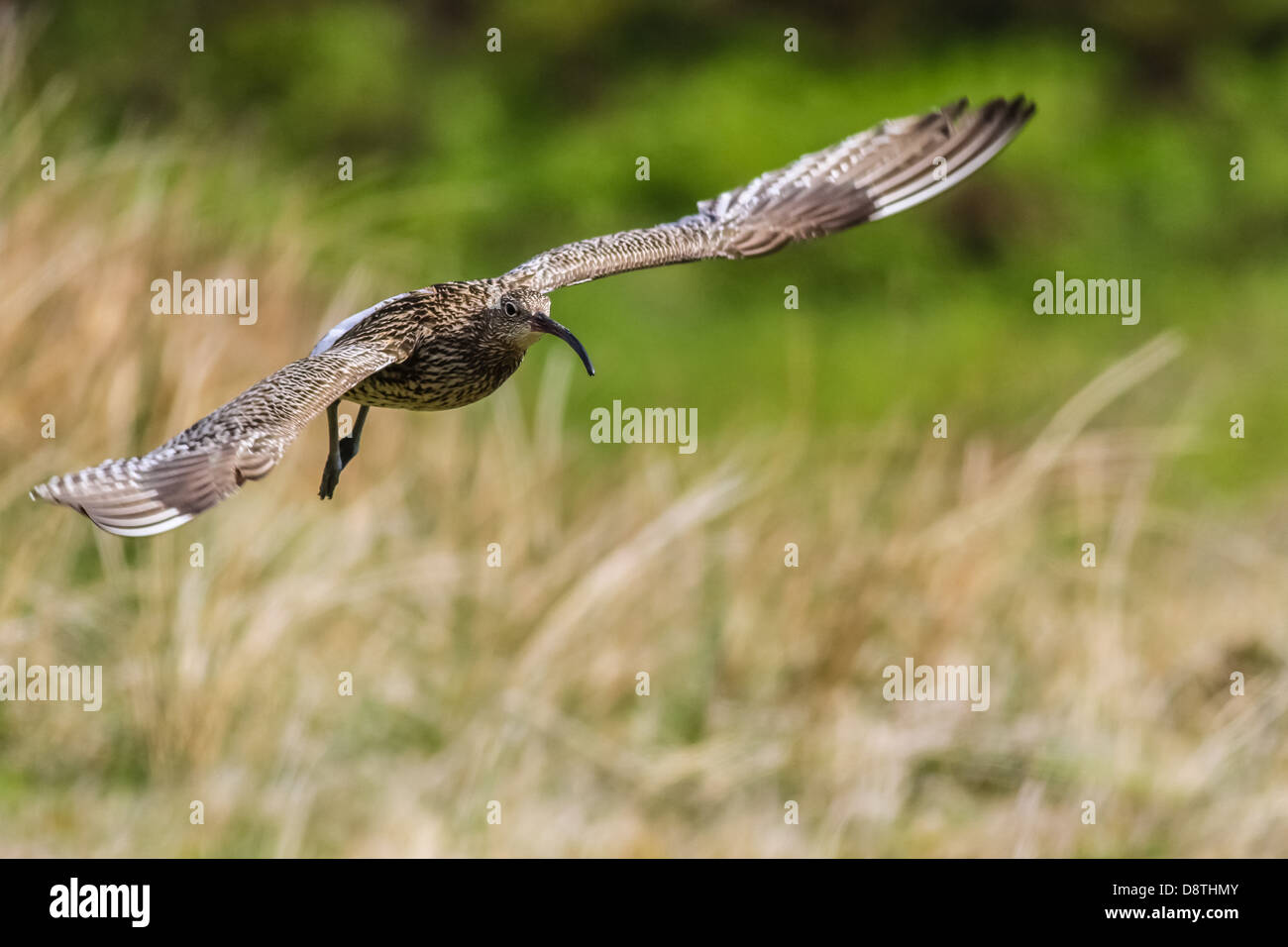 Curlew in flight landing, numenius arquata Stock Photo