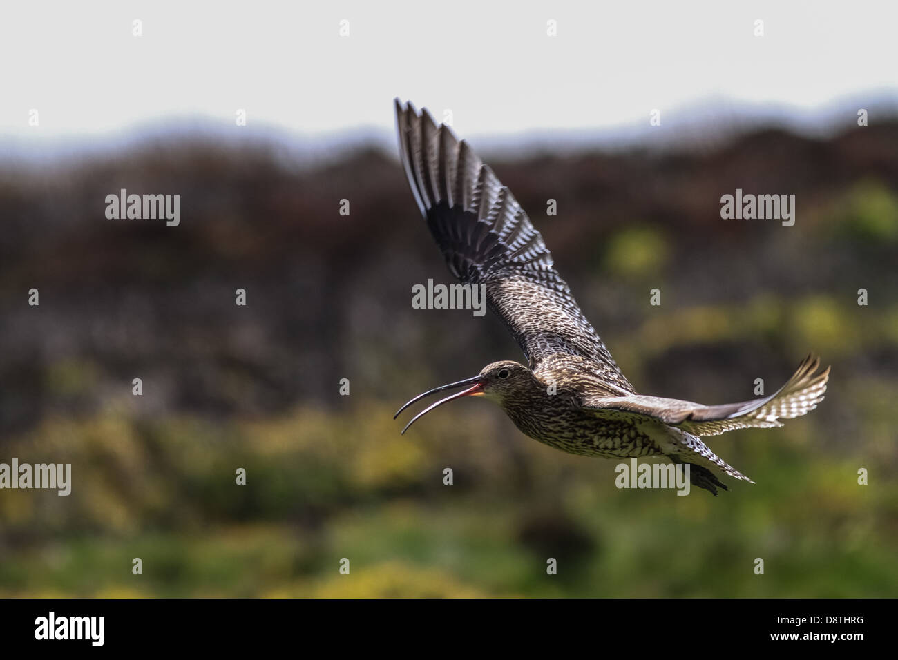 Curlew in profile in flight, calling (numenius arquata) Stock Photo