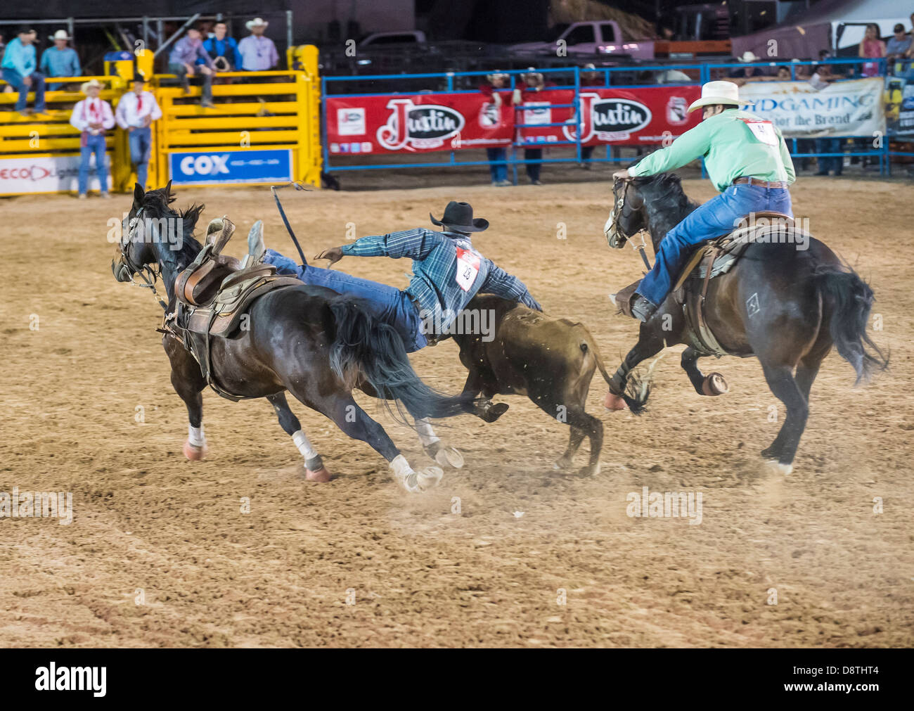 Cowboys Participant in a Steer wrestling Competition at the Helldorado Days Professional Rodeo in Las Vegas Stock Photo