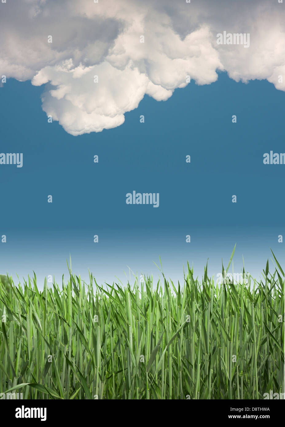 Fresh green grass with clouds Stock Photo - Alamy