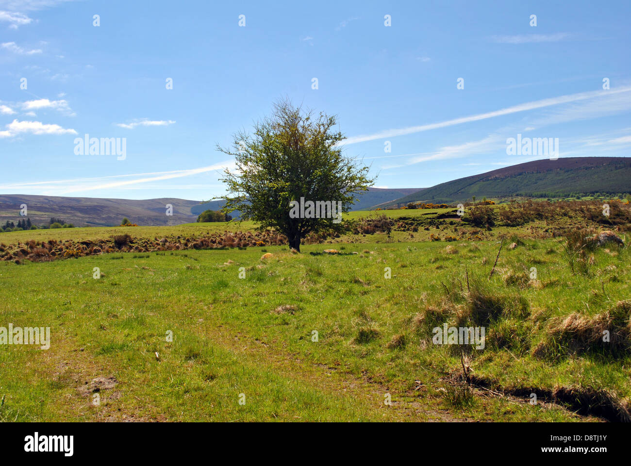 single tree in an irish landscape Stock Photo