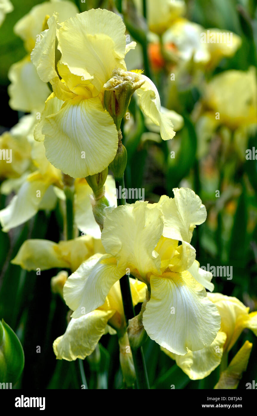 Yellow iris hires stock photography and images Alamy