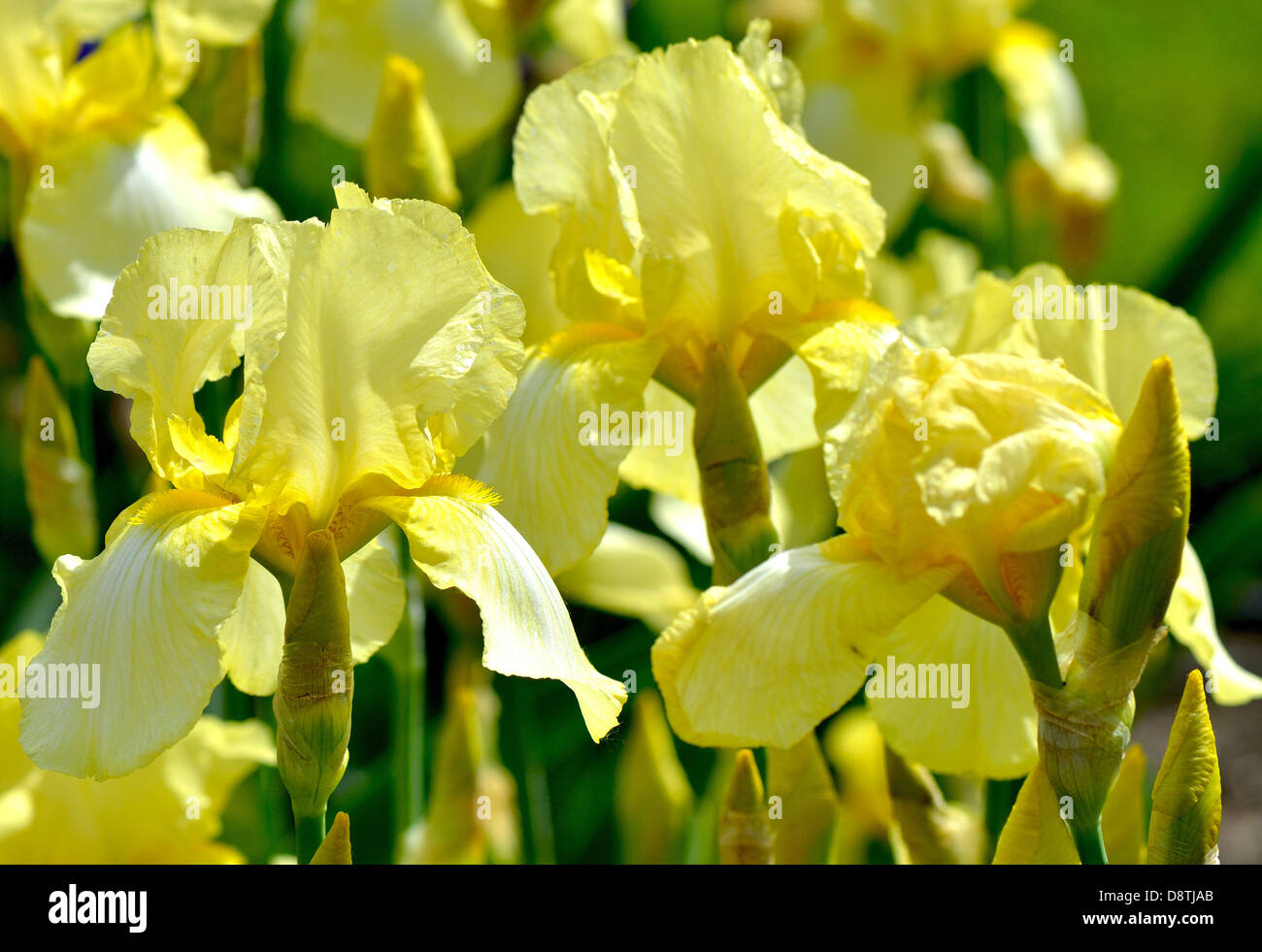 Yellow iris flowers Stock Photo