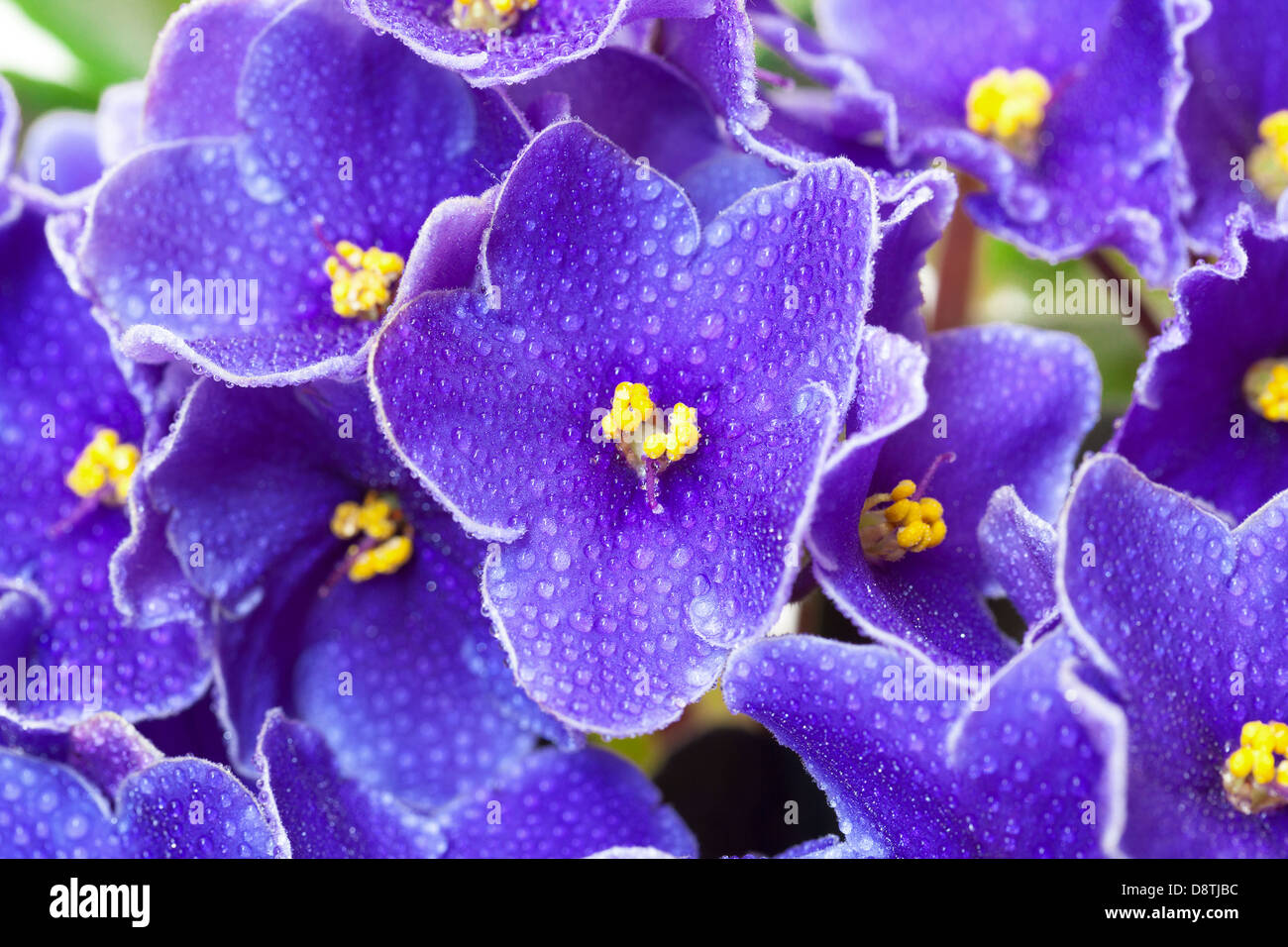 Violet Flowrer Beautiful Purple Violet Flowers, closeup Stock Photo - Alamy