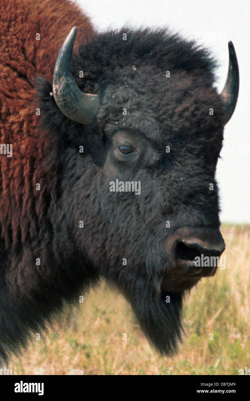 American bull buffalo species of bison roam grassland of North America massive herd, Pine Ridge Indian Reservation buffalo herd, Stock Photo
