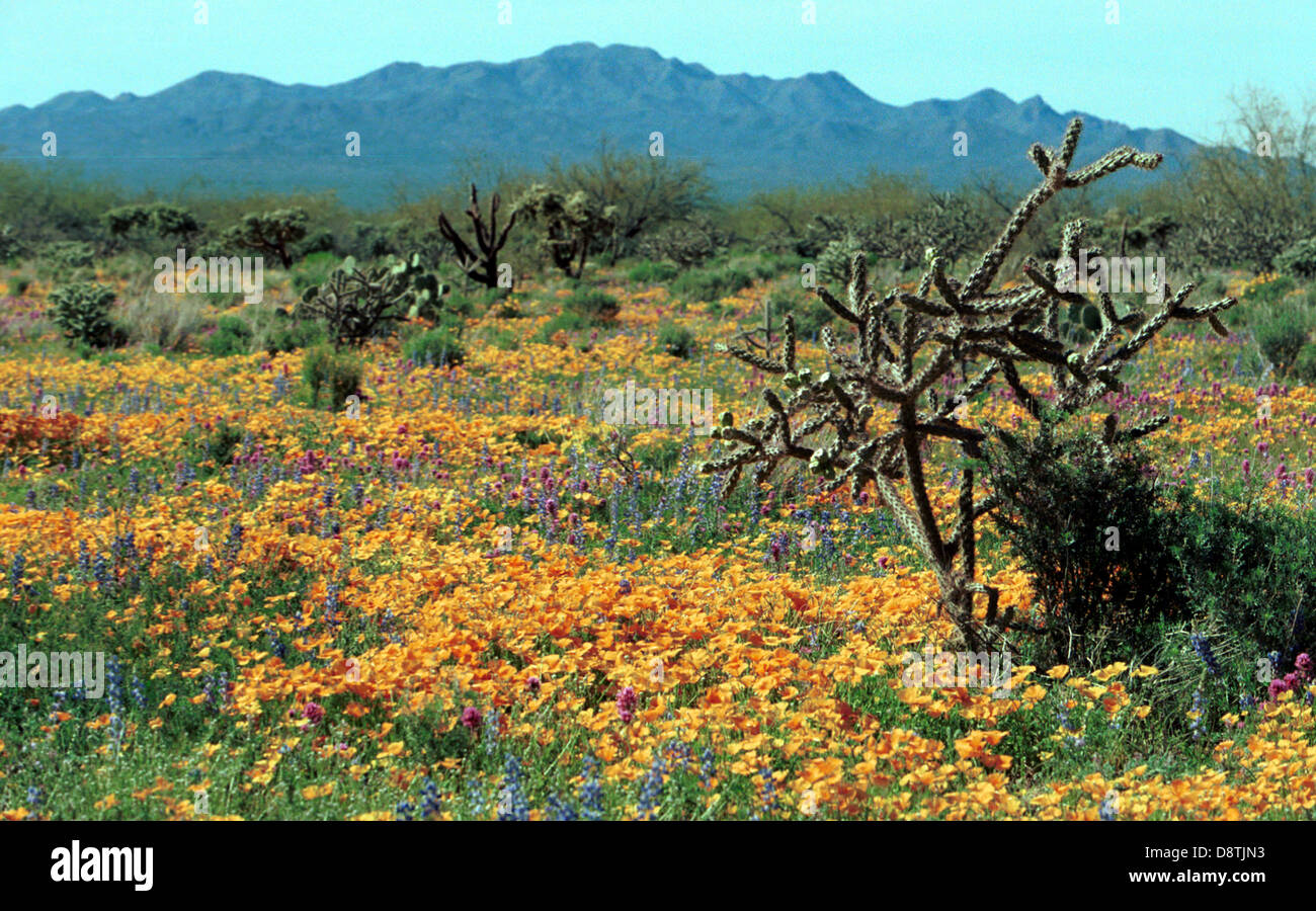 Desert spring flowers in bloom Palm Springs California, Desert flowers, flowers, spring flowers, blanket of flowers, Stock Photo