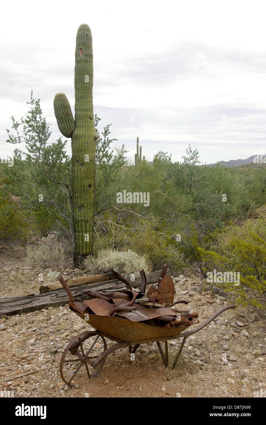 Wheel barrel with for gold ores with Saguaro cactus in background Arizona, Gold rush, Saguaro cacti, mining, mine, gold ores, Stock Photo