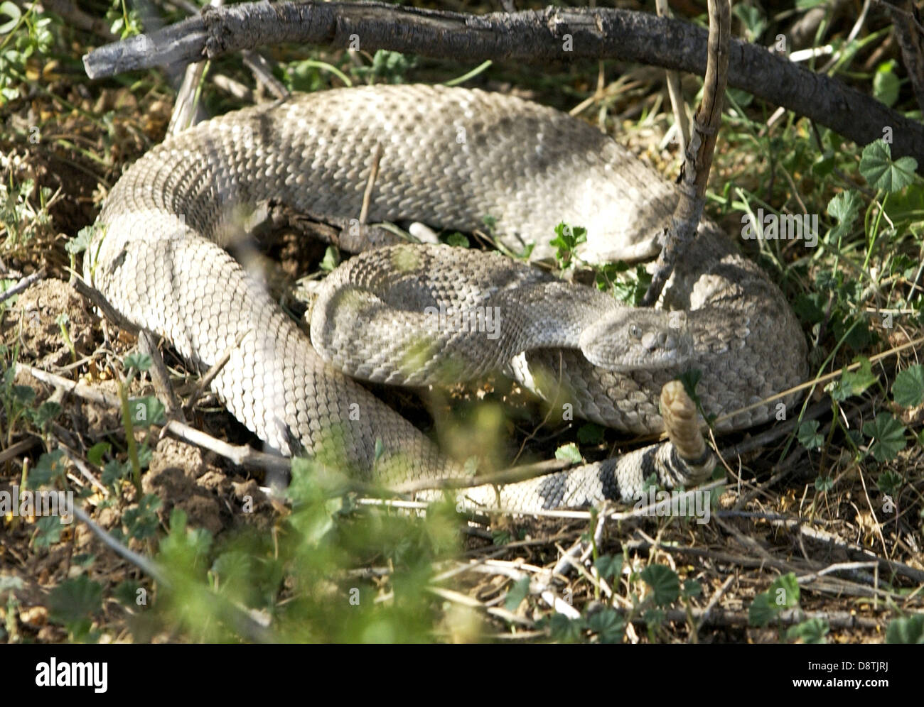 Rattlesnake venomous Crotalus and Sistrurus predator hunts small animals kills pray with venomous bite, rattlesnake, snake, Stock Photo