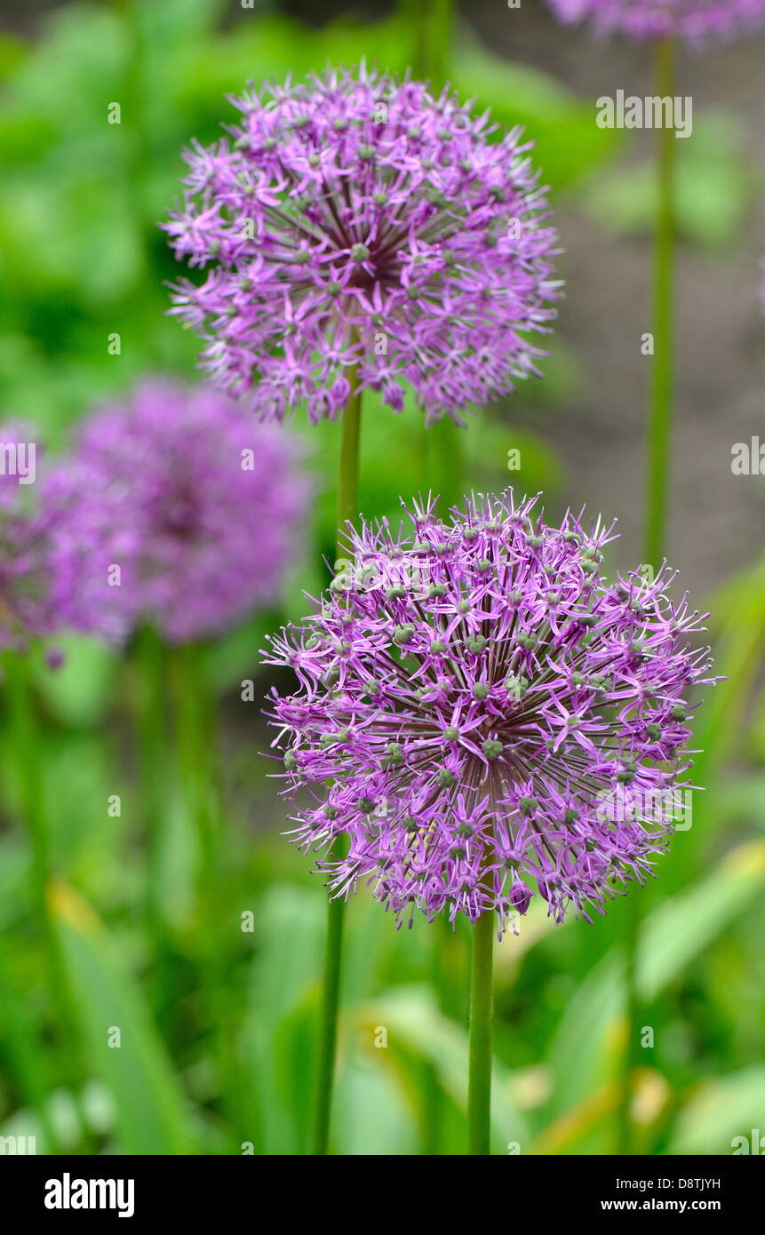Purple giant garlic flowers close up Allium giganteum 'Gladiator' Stock Photo