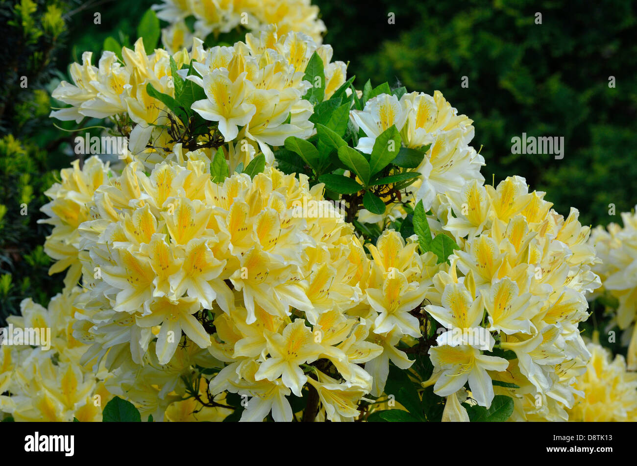 Yellow rhododendron 'Comte de Quincy' blossom Stock Photo