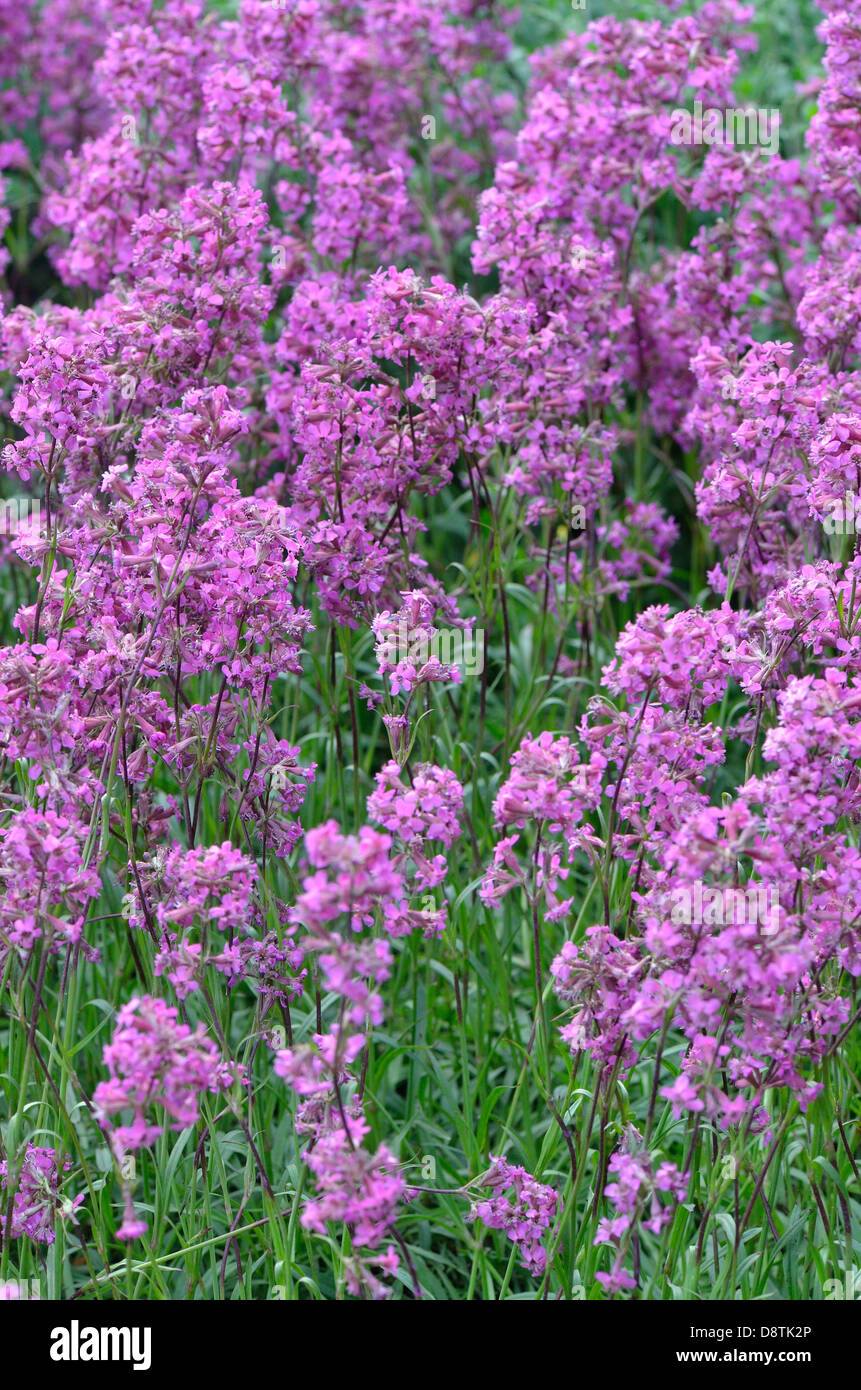 Pink Sticky catchfly flowers close up Lychnis viscaria Stock Photo