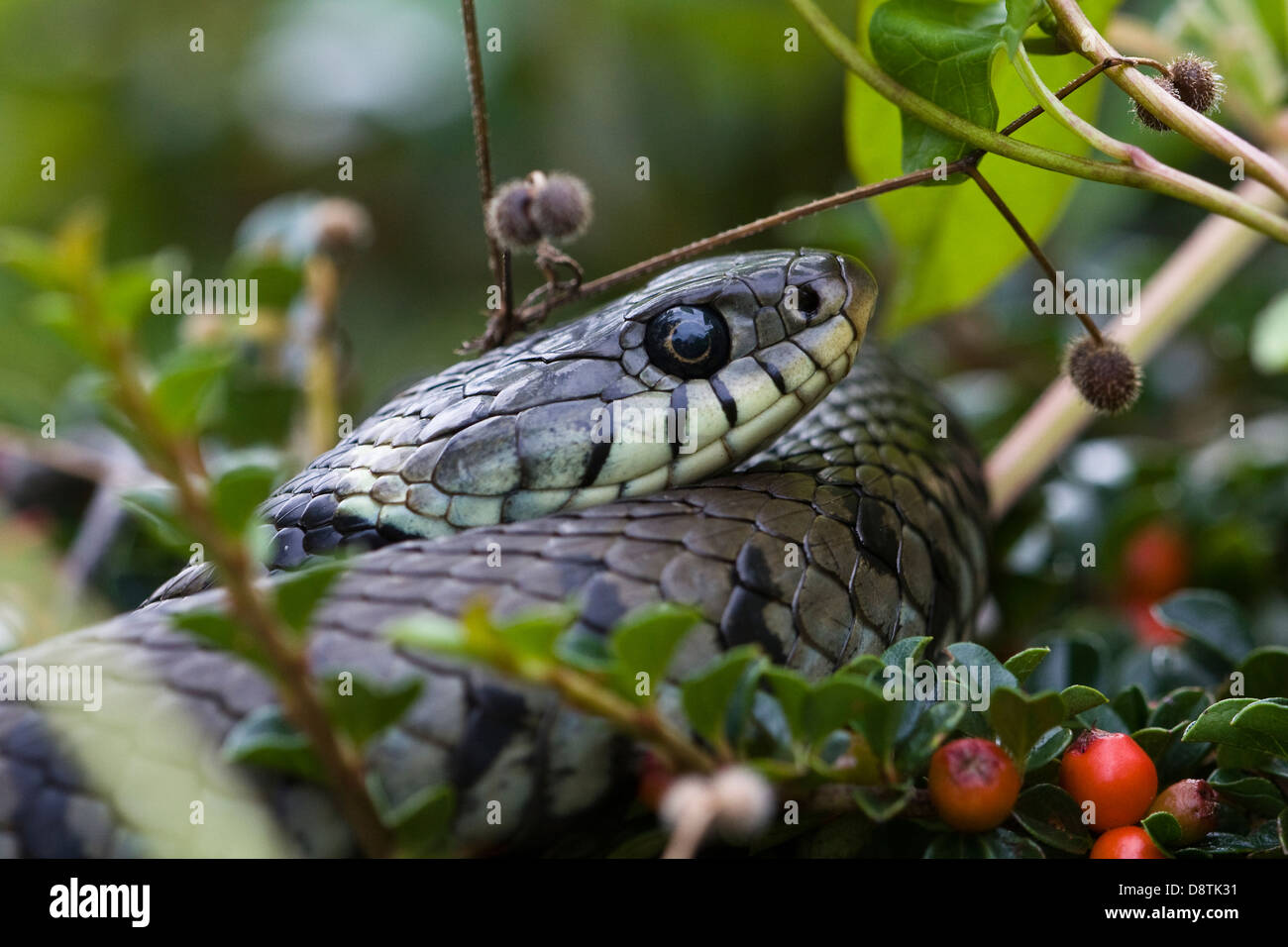 A grass snake keeps a wary eye Stock Photo