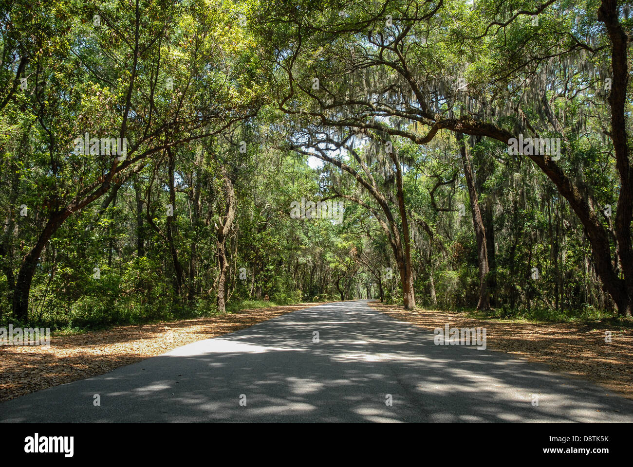 A beautiful canopy of trees over Clam Creek Road, which leads to Saint Simons Sound, on Jekyll Island in Golden Isles, Georgia. (USA) Stock Photo