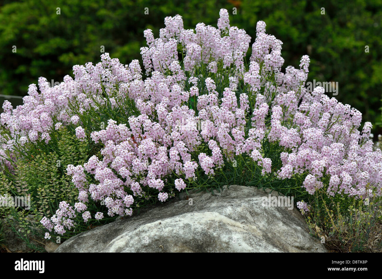 Aethionema thomasianum pale pink flowers Stock Photo