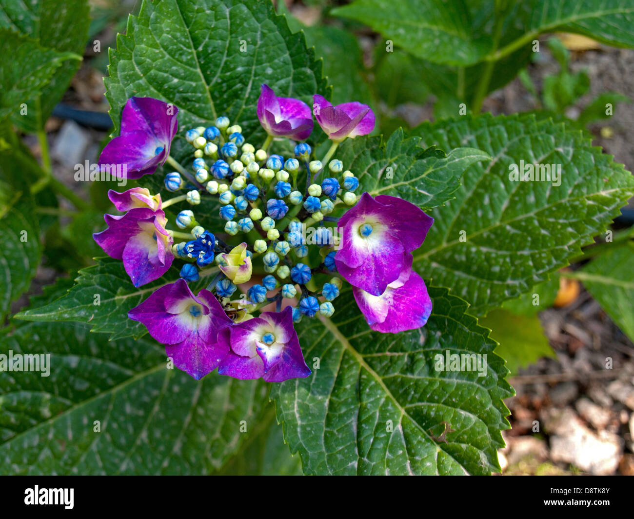 Emerging blue hydrangea Stock Photo Alamy
