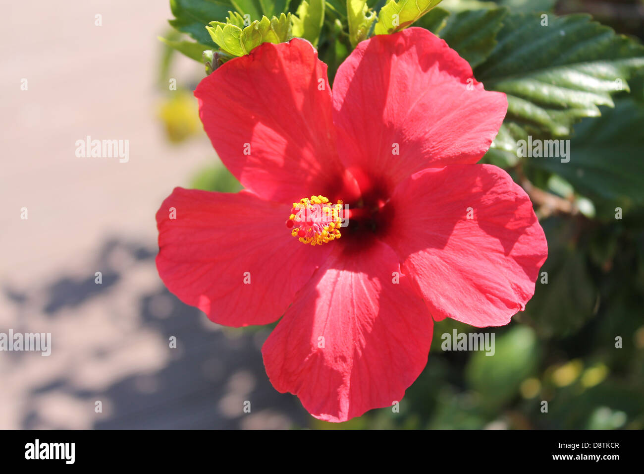 Red hibiscus spain hi-res stock photography and images - Alamy
