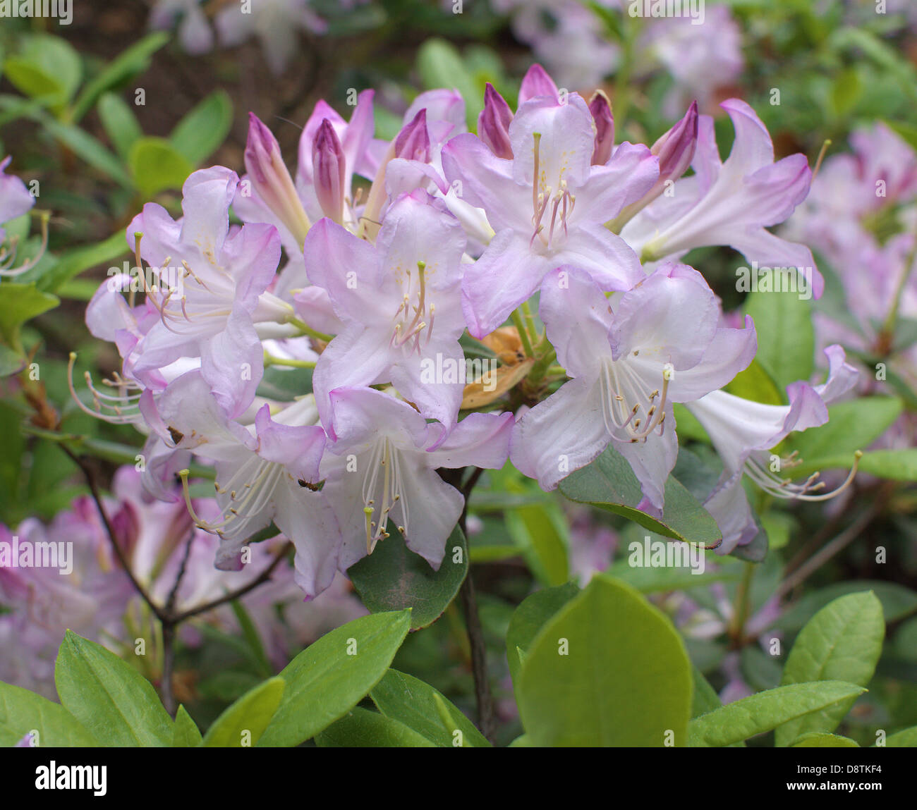 rhododendron yak dreamland Rhododendron yakushimanum 'Dreamland' 3L main image 1