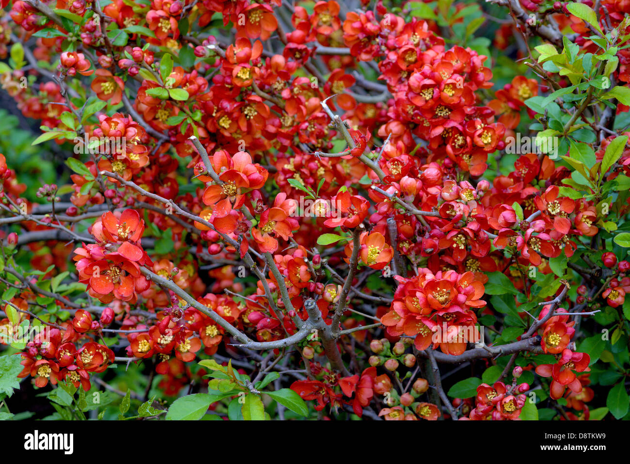 Chinese quince red flowers Chaenomeles cathayensis Stock Photo