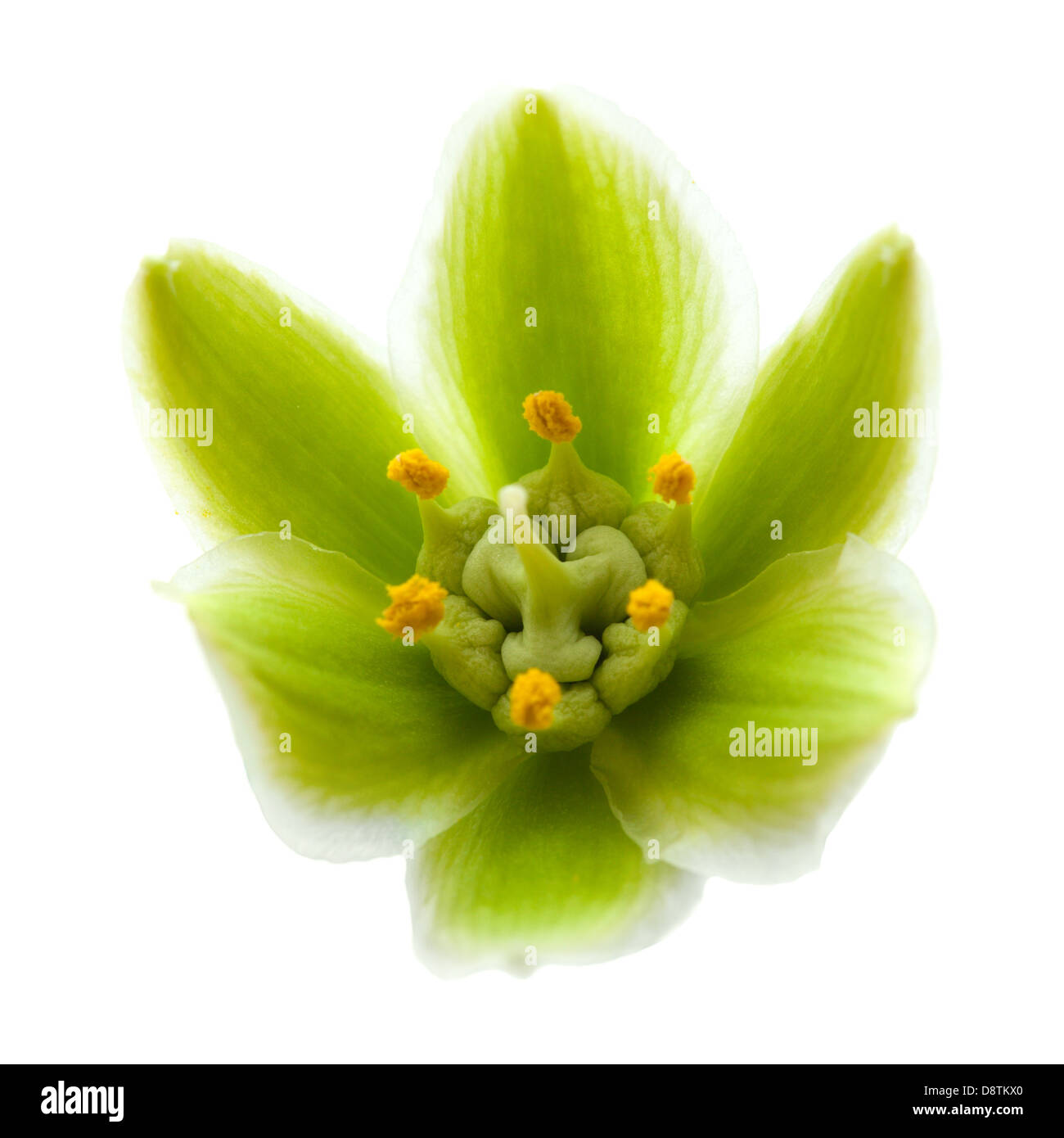 yucca flower isolated on white background Stock Photo
