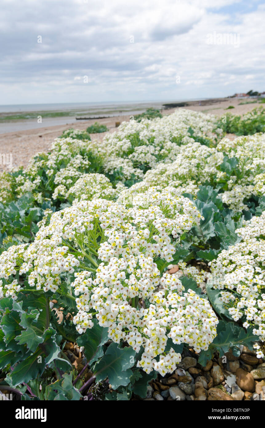 Sea kale growing on the beach at Ferring Worthing West Sussex UK Stock Photo