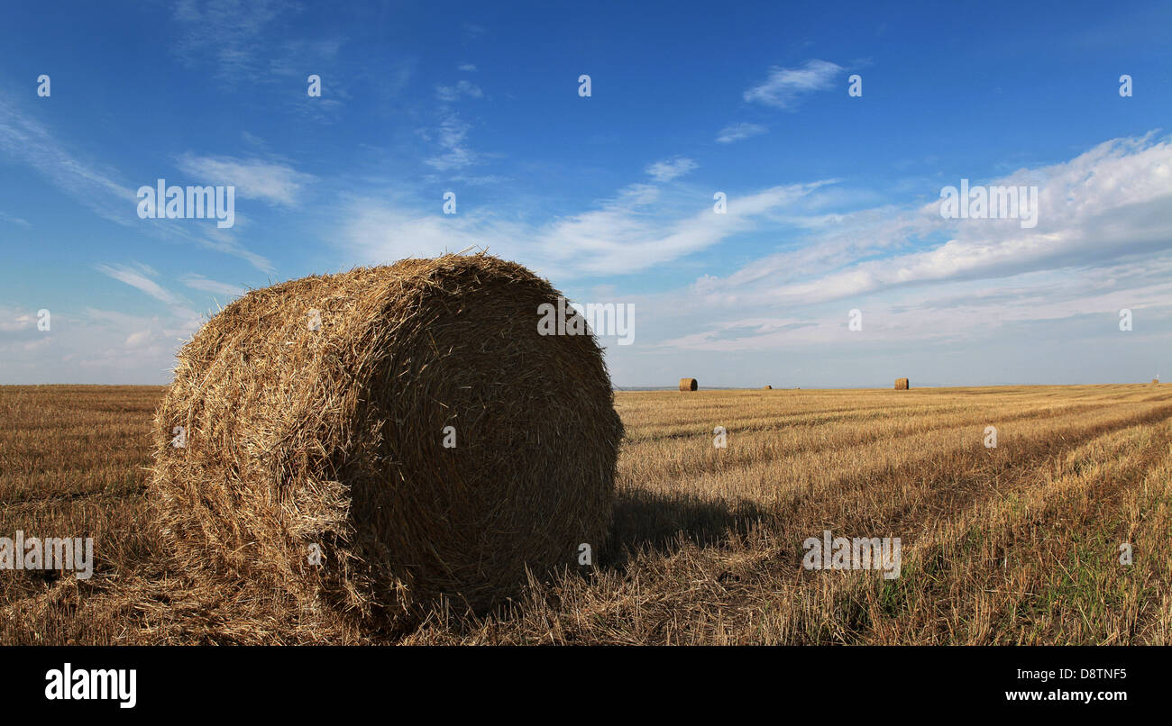 Bales of hay on the field and blue sky Stock Photo - Alamy