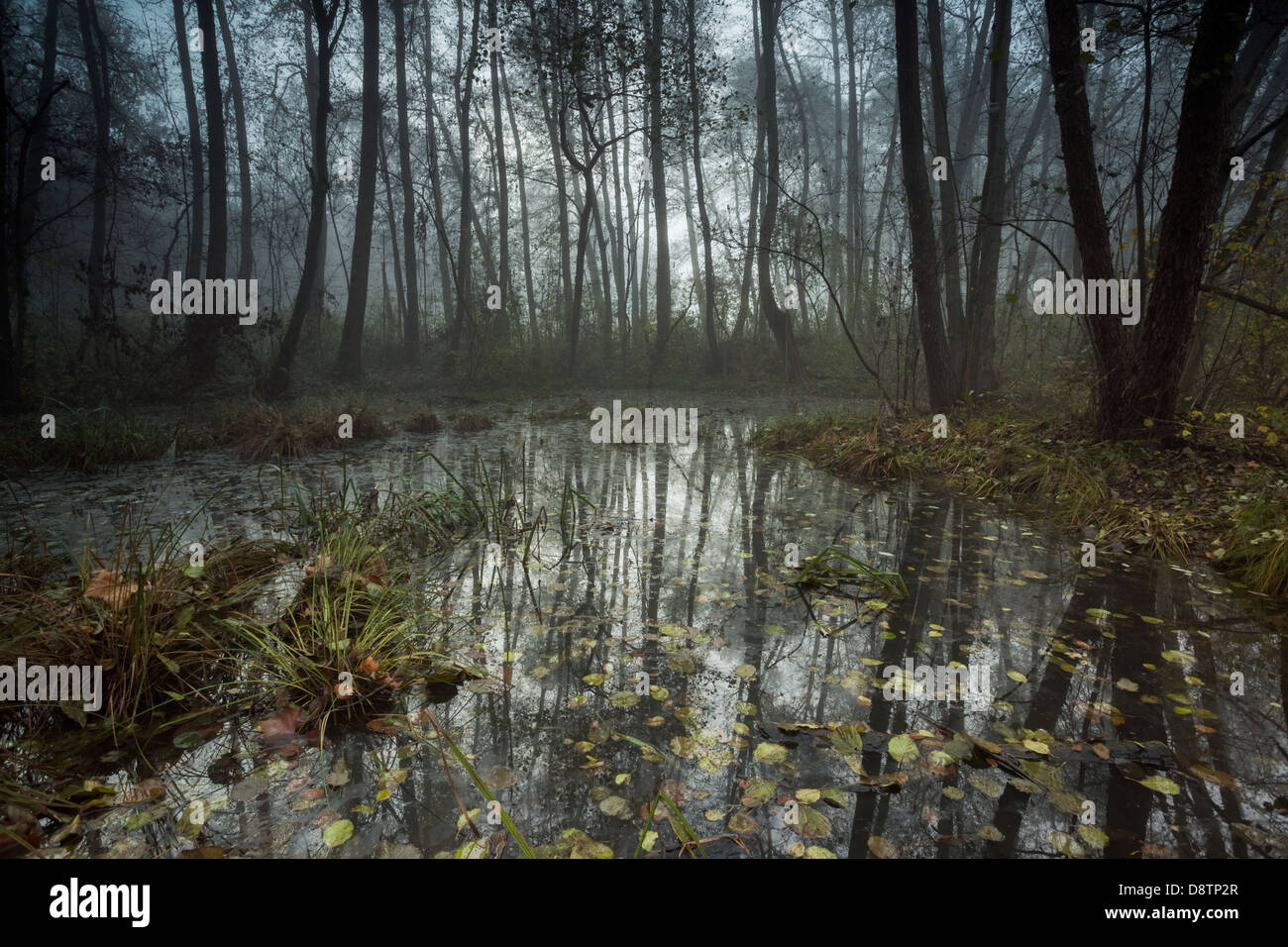 Dark forest in a morning mist, North Italy Stock Photo
