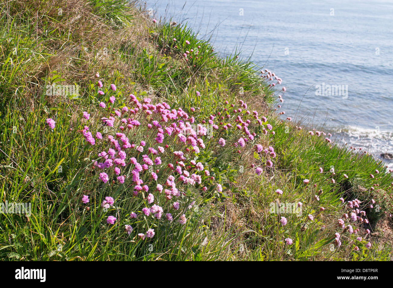 Sea Pink or Thrift wild flowers seen from the north sea coastal path as