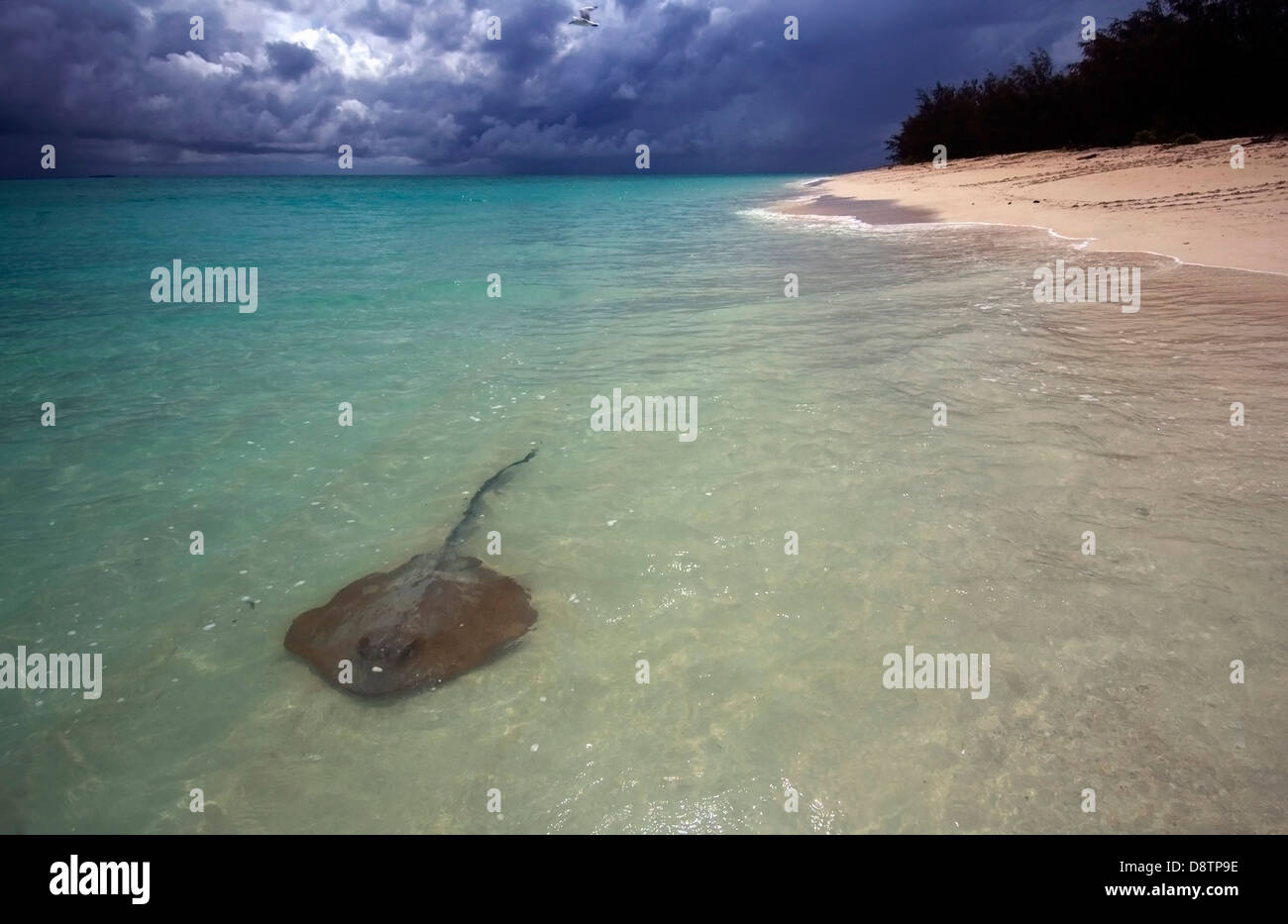 Stingray in shallow water, North West Island, Capricorn Bunker Group, Great Barrier Reef, Queensland, Australia Stock Photo