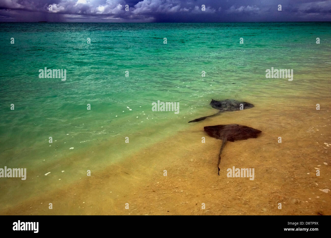 Stingrays in the shallows, with storms on the horizon Stock Photo
