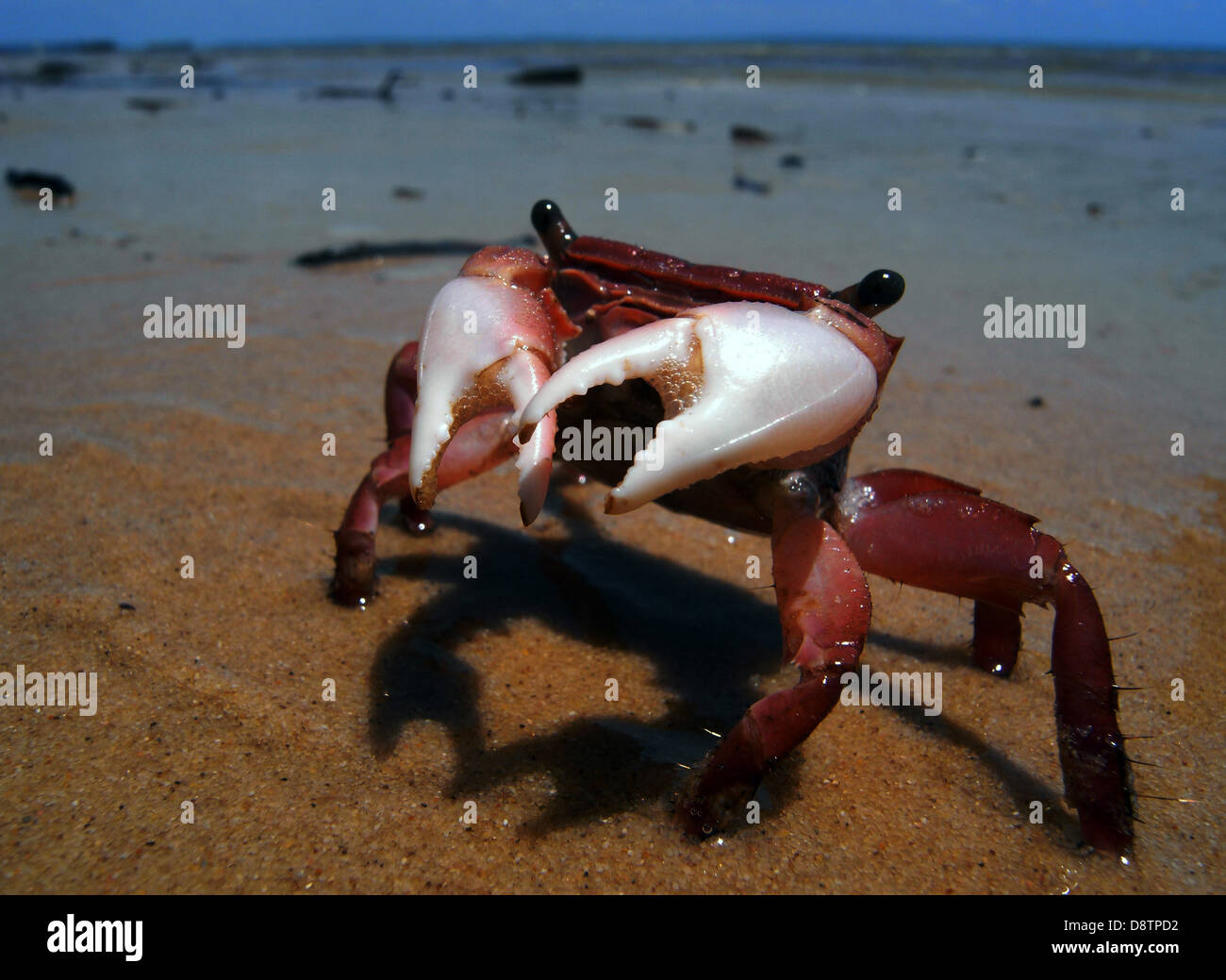 Little red intertidal crab, Fraser Island World Heritage Area, Queensland, Australia Stock Photo