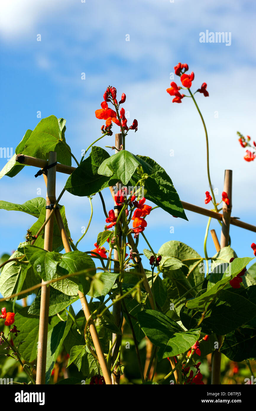 Runner beans on cane support Stock Photo
