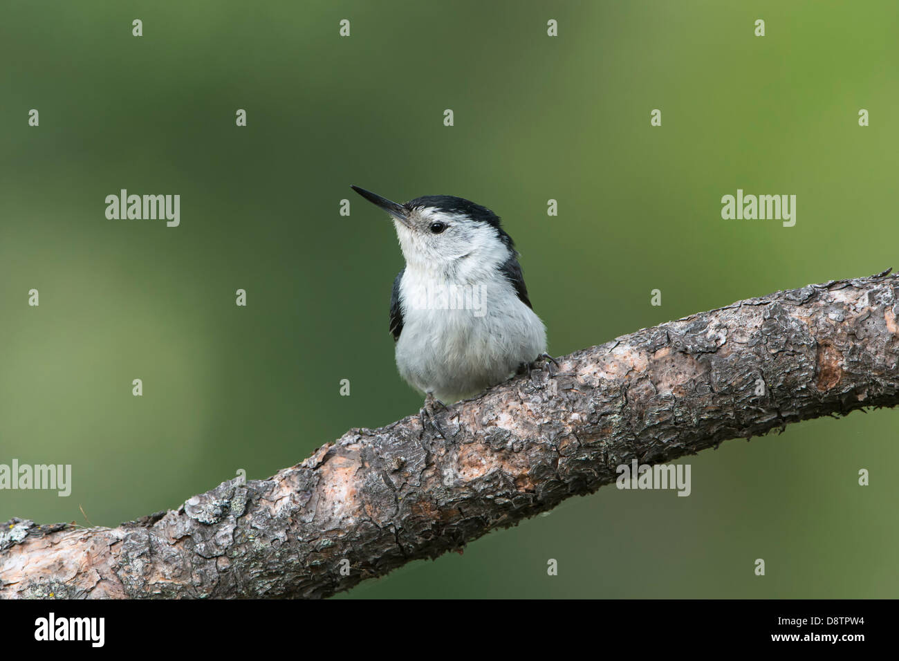 A white-breasted nuthatch (Sitta carolinensis), Lee Metcalf National Wildlife Refuge, Montana Stock Photo
