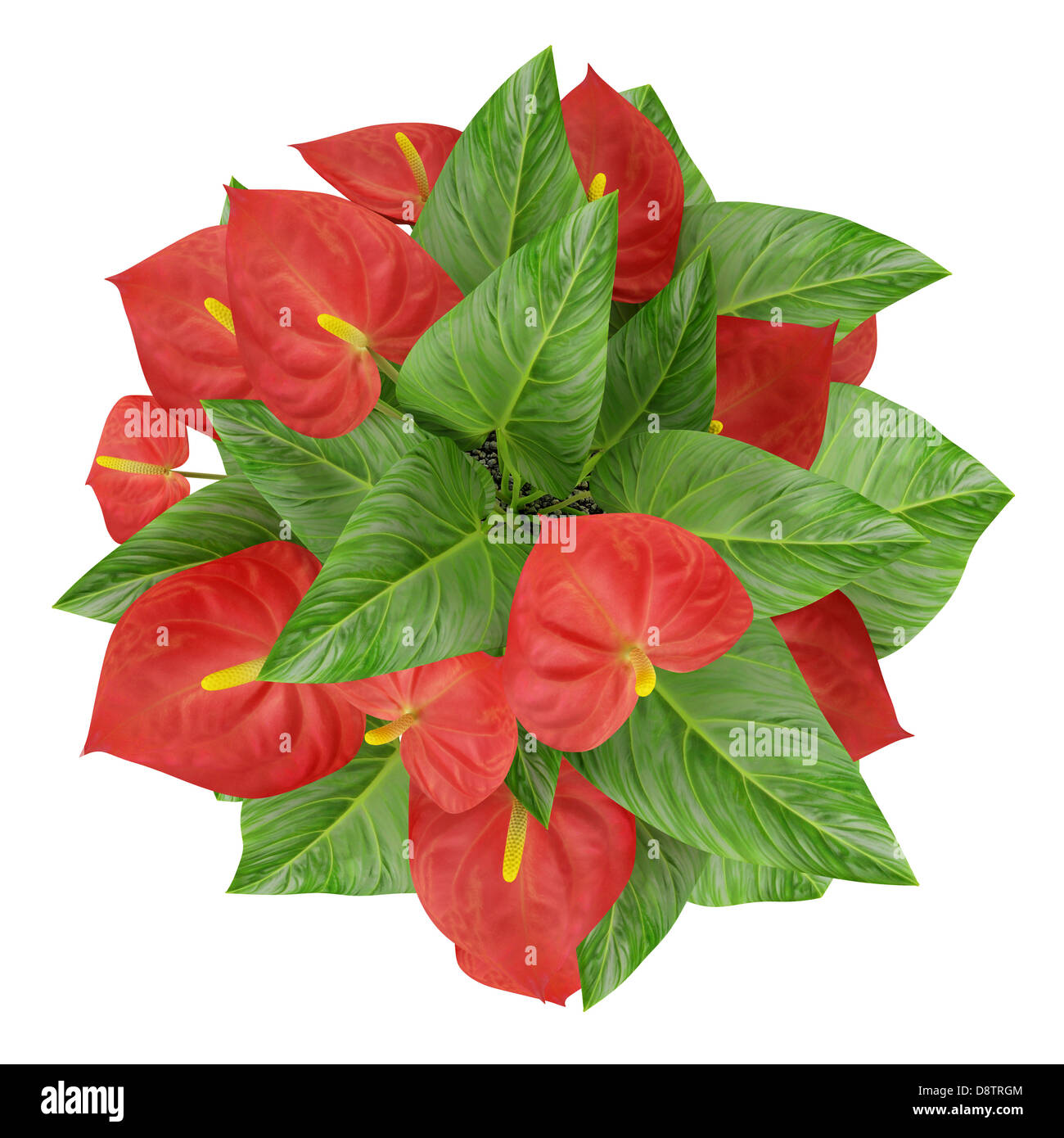 top view of red flower isolated on white Stock Photo